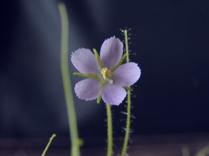 B.linifloraの花